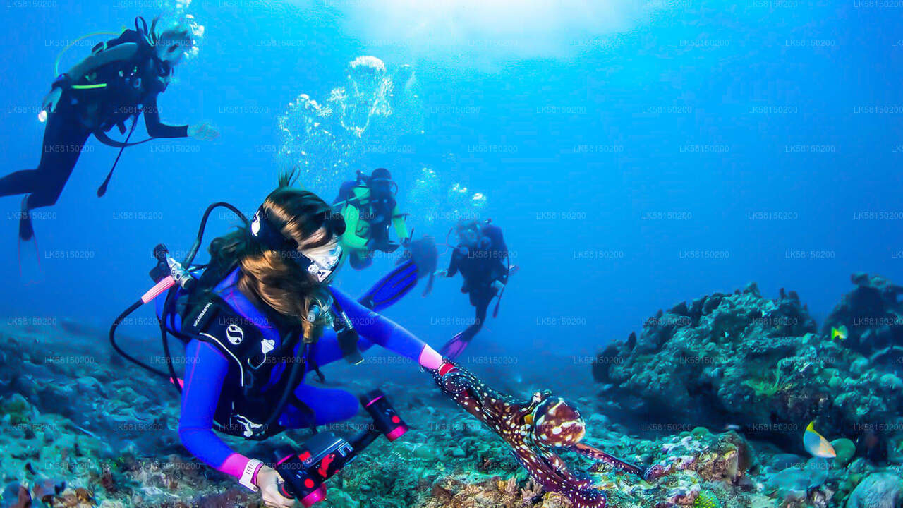 Snorkel or dive in the coral reef sanctuary